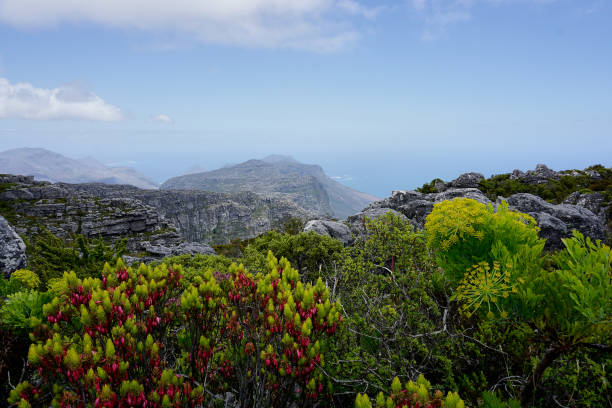istock Flower on the Table mountain near Cape Town 1178843181