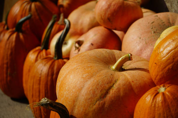istock Harvested orange pumpkins at a local farm 1178843183