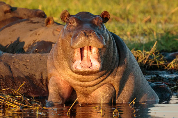Grumeti River, Serengeti National Park, Tanzania. Native only to Africa. Hippo's are semi-aquatic and spend most of their days submerged in water leaving only their eyes, ears and nostrils above the surface. They can spend up to 25 minutes under water.