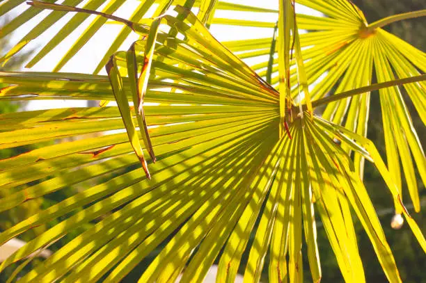 Photo of Leaves of a fan palm photographed from below against the sun and up into the sky with a special light mood and a beautiful shadow play