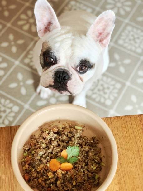 French Bulldog sitting next to homemade delicious dog food, waiting to eat stock photo