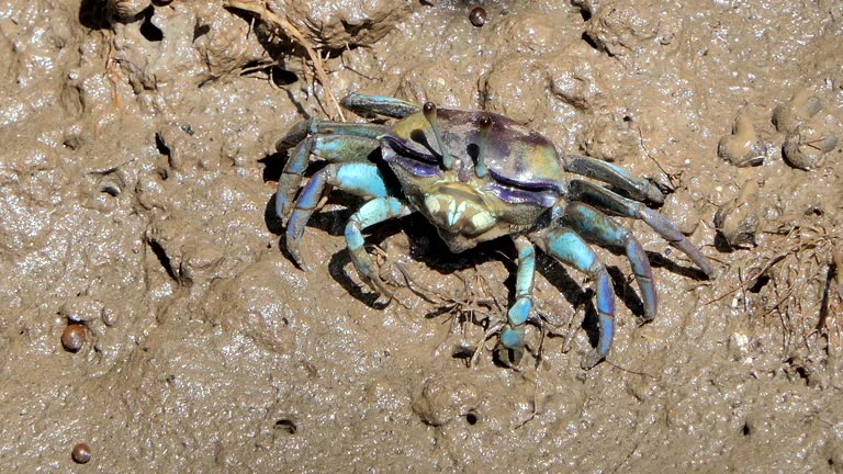 Fiddler crab in wetlands forest.