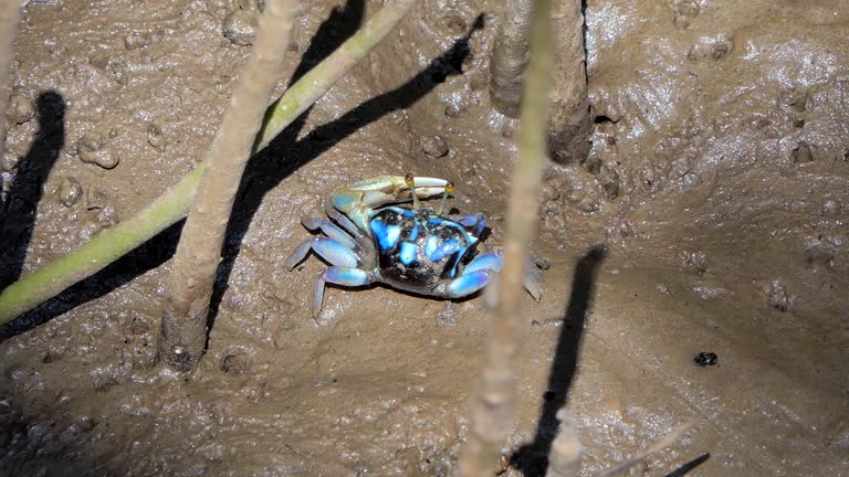 Fiddler crab in wetlands forest.