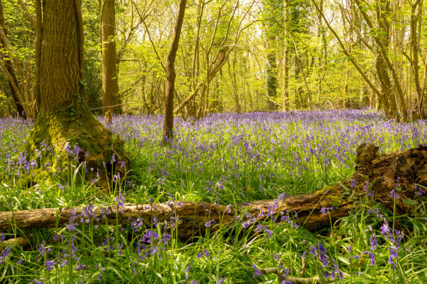istock Bluebells and dead wood 1178845875