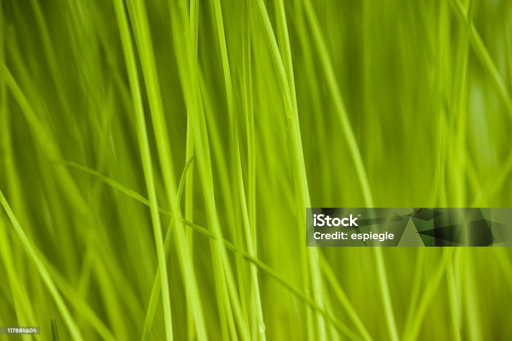 Fondo de hierba - Foto de stock de Abstracto libre de derechos