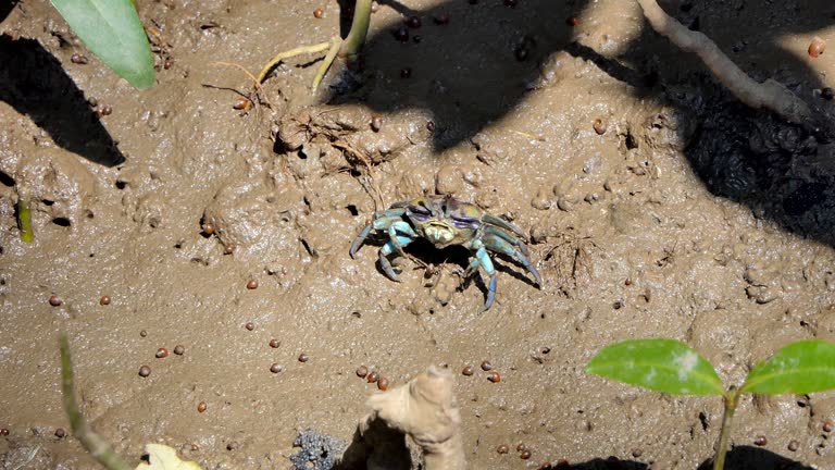 Fiddler crab in wetlands forest.