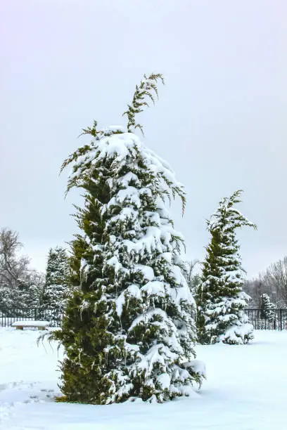 Photo of Beautiful droopy evergreen with one side draped in heavy snow in park with bench and other trees behind -almost monotone