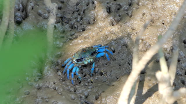 Fiddler crab in wetlands forest.