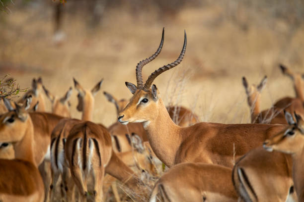 istock a large breeding herd of impala 1178847276