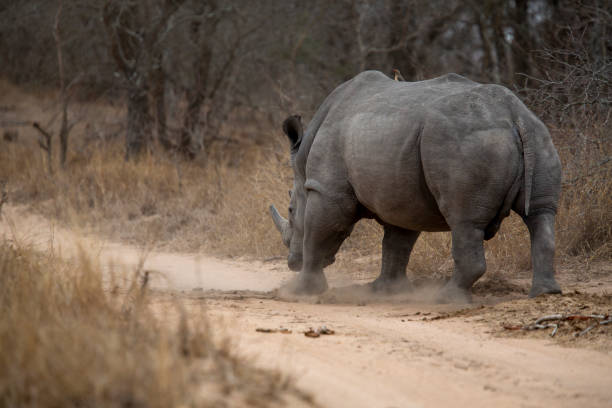 istock Large white rhino bull 1178851367