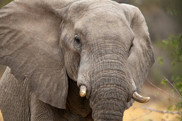 istock Portrait of a young elephant bull 1178852555