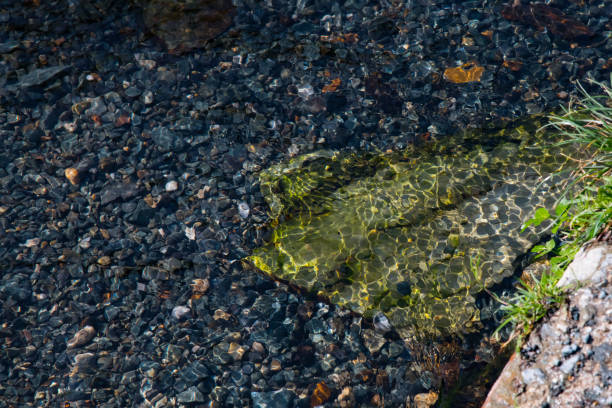 Clear water rippling over colourful pebbles, Tintagel, Cornwall