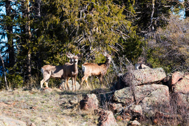 istock Herd of Deer on the Mountainside 1178855283