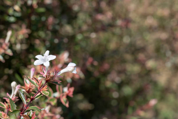 белые цветы растения abelia chinensis крупным планом. - honeysuckle pink фотографии стоковые фото и изображения