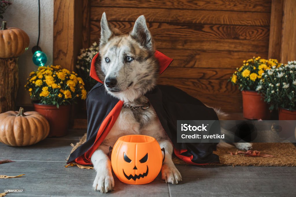 Halloween vampire dog Domestic dog on porch dressed in vampire costume for Halloween Dog Stock Photo