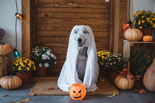 Dog In Ghost Costume Pictures | Download Free Images on Unsplash