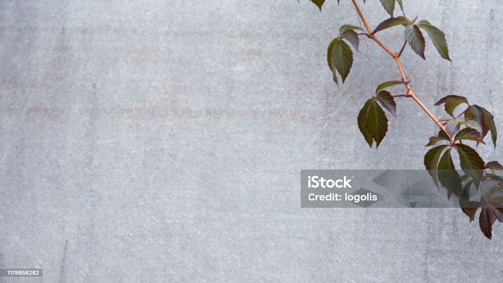 Autumn or fall Leaves On A Gray Background. Texture Subtext with copy space for text Autumn or fall Leaves On A Gray Background. Texture Subtext with copy space for text. Abstract Stock Photo