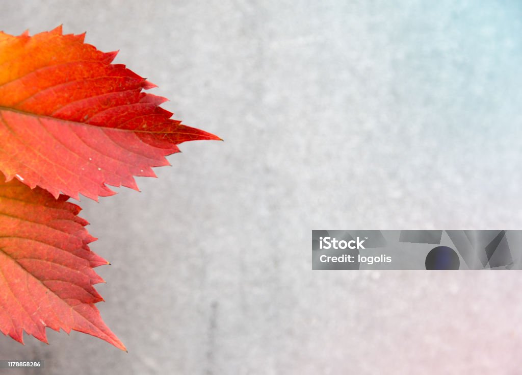 Autumn or fall Leaves On A Gray Background. Texture Subtext with copy space for text Autumn or fall Leaves On A Gray Background. Texture Subtext with copy space for text. Abstract Stock Photo