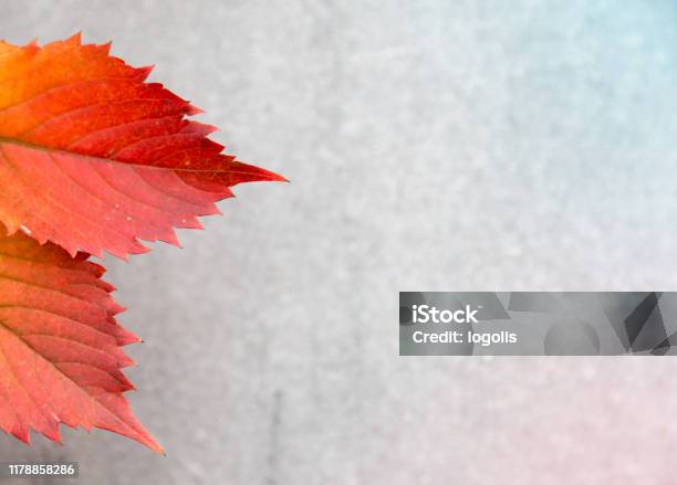Autumn Or Fall Leaves On A Gray Background Texture Subtext With Copy Space For Text Stock Photo - Download Image Now