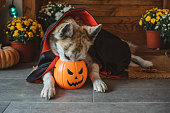 Halloween vampire dog