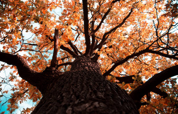 istock Autumn colored oak tree top in fall season. Against blue sky 1178858359