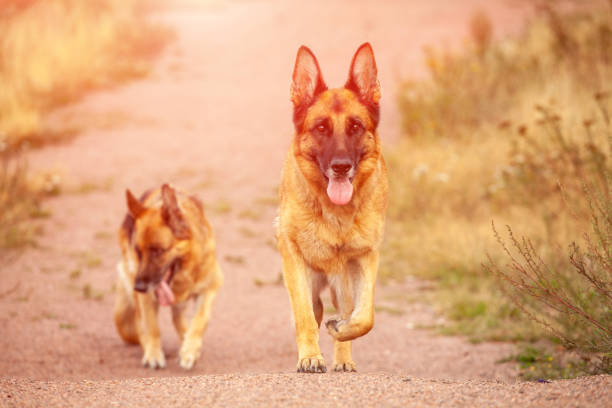 istock two beautiful german shepherds in nature 1178859962