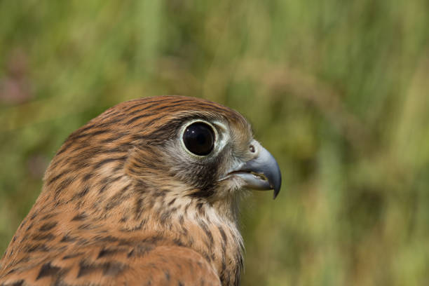 kestrel falcon - eyas imagens e fotografias de stock