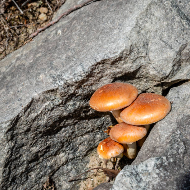 istock Different types of mushrooms in the forest 1178861518