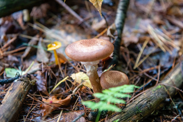 istock Honey mushrooms in the forest 1178861859