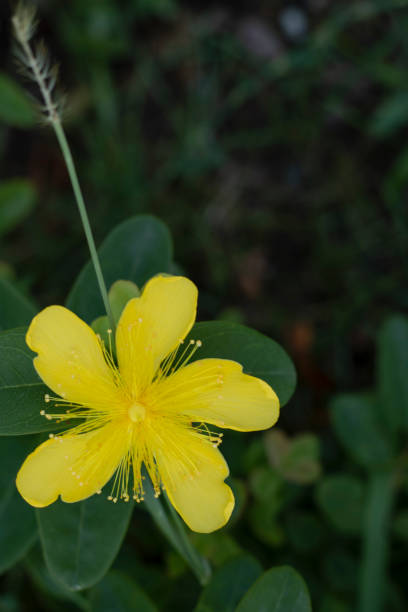 istock Close up of Hypericum reptans plant. 1178861875