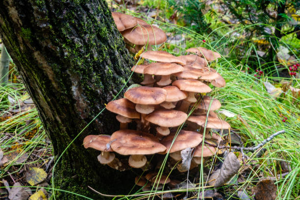 Honey mushrooms in the forest stock photo