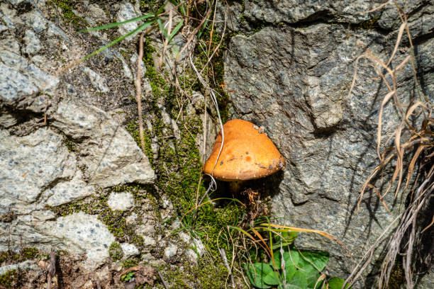 istock Orange cap boletus mushrooms, close-up 1178862704