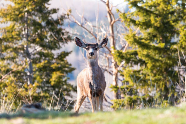 istock Deer on a Warm Colorado Spring Morning 1178862824