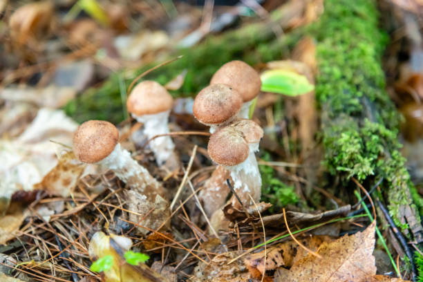 istock Honey mushrooms in the forest 1178862849