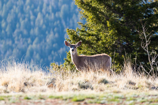 istock Deer on a Warm Colorado Spring Morning 1178862922