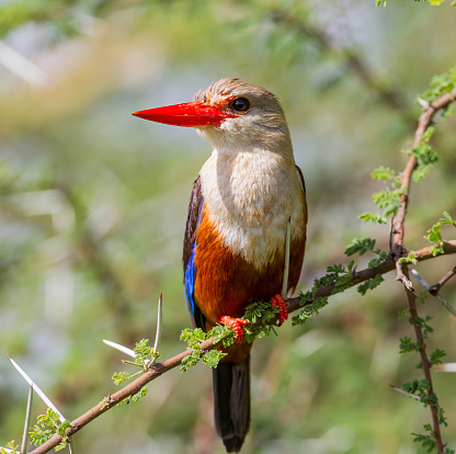 A Grey headed Kingfisher sits in a tree. Taken in Kenya