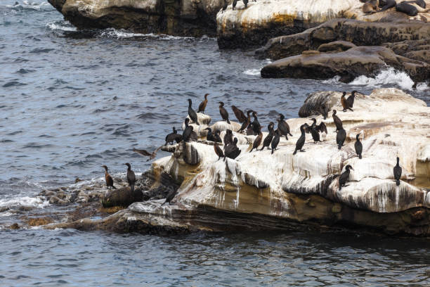 istock Brandt's Cormorants 1178863956
