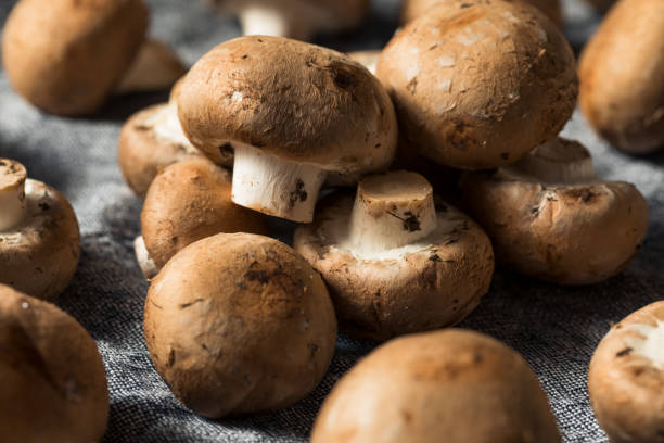 setas crudas orgánicas bebé bella - edible mushroom crimini mushroom fungus brown fotografías e imágenes de stock