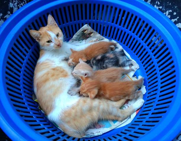 istock Mother cat breastfeeding her kittens 1178866749