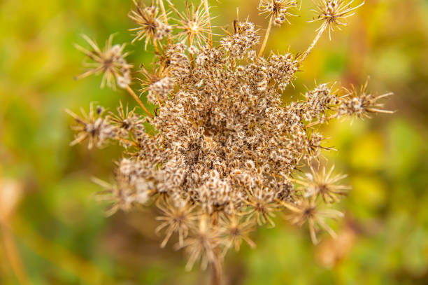 istock Field dried plants with seeds in the fall. 1178867600