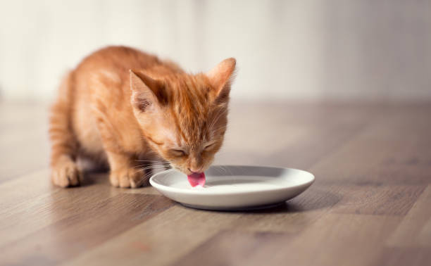 우유를 먹는 젊은 작은 새끼 고양이 - beautiful red fur small 뉴스 사진 이미지