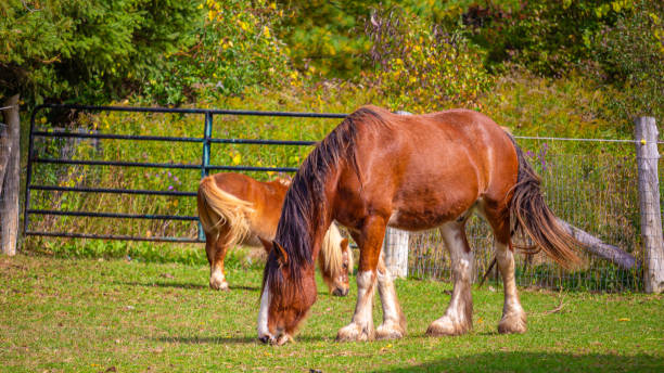 istock Big Horse, Small Horse 1178869279
