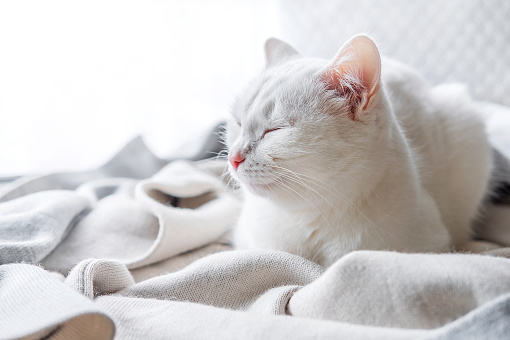 White cat laying on windowsill at home