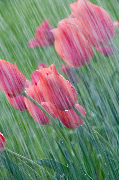 istock Pink tulips in a spring shower. 117886996