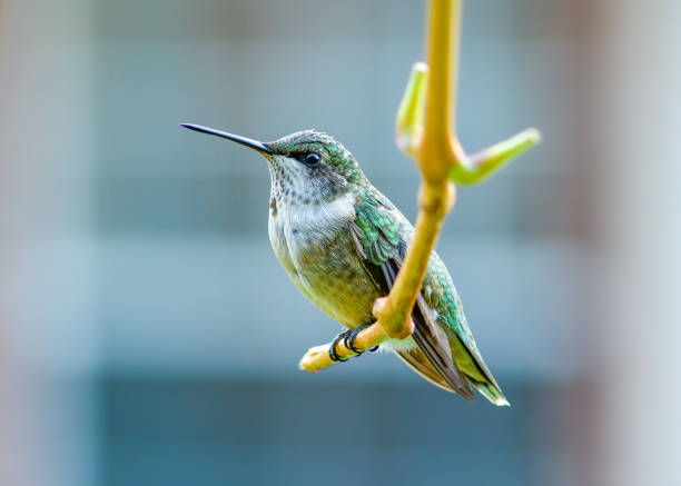 ruby-throated Hummingbird - Archilochus colubris - perched on a branch