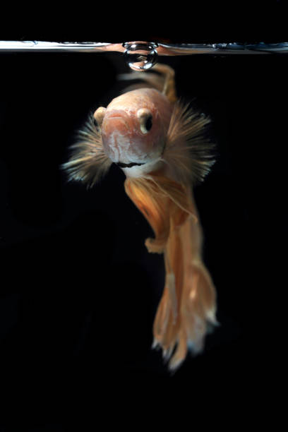 istock Close up of Half-Moon fighting fish 1178871837