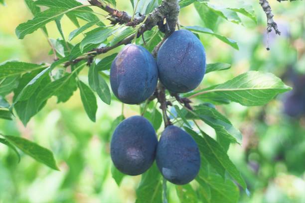istock Fresh autumn fruits 1178872229