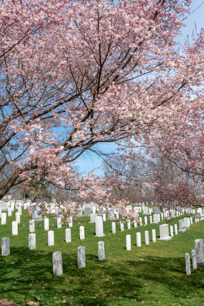 Arlington National Cemetary during national cherry blossom festival in USA Arlington National Cemetary during national cherry blossom festival in USA. arlington cemetery in spring stock pictures, royalty-free photos & images