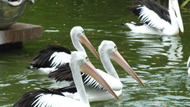 istock Pelecanus, a water bird that has a sac under its beak 1178877450