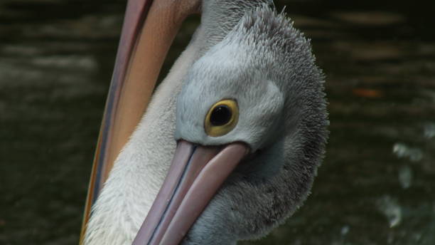istock Pelecanus, a water bird that has a sac under its beak 1178877461